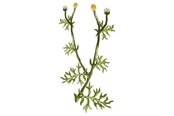Chamomile Flowers with Green Leaves 21 Graphics and Illustrations Review