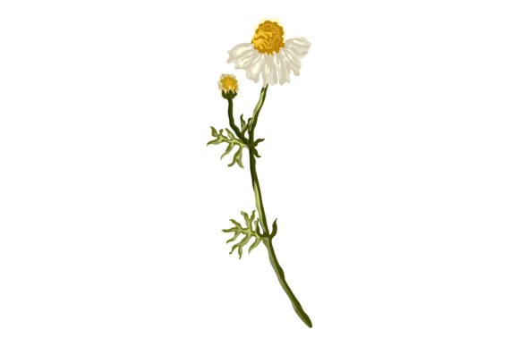 Chamomile Plant with Flowers Graphics and Illustrations