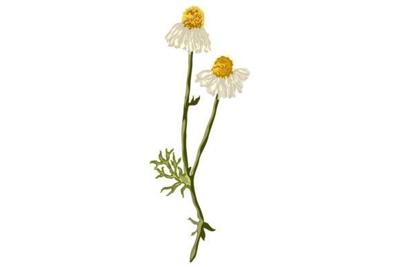 Chamomile Plant with Flowers Leaves 19 Graphics and Illustrations Review