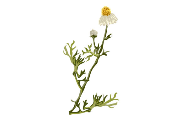 Chamomile Plant with Flowers Leaves 20 Graphics and Illustrations