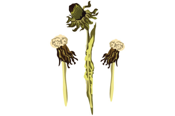 Flowers Buds of Dandelion Plant 44 Graphics and Illustrations Review