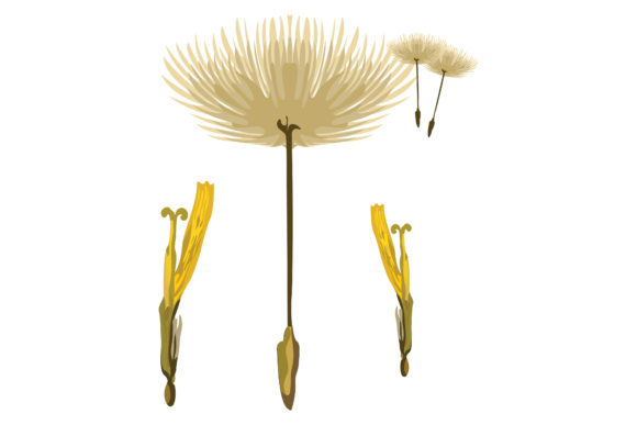 Flowers of the Dandelion Plant 48 Graphics and Illustrations Review