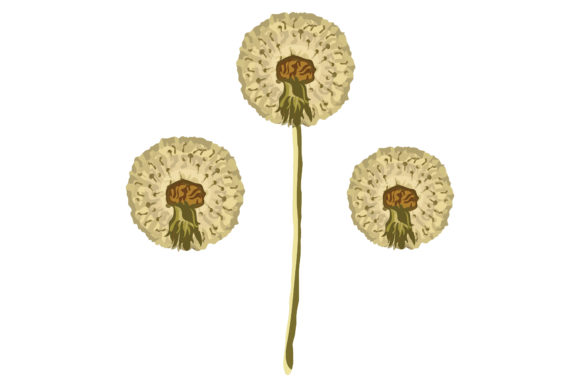 Flowers Stems of Dandelion Plant 43 Review