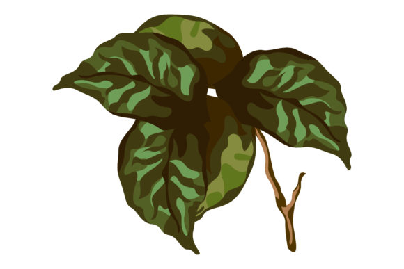 Fresh Green Leaves of Red Roses 177: A Designer's Review
