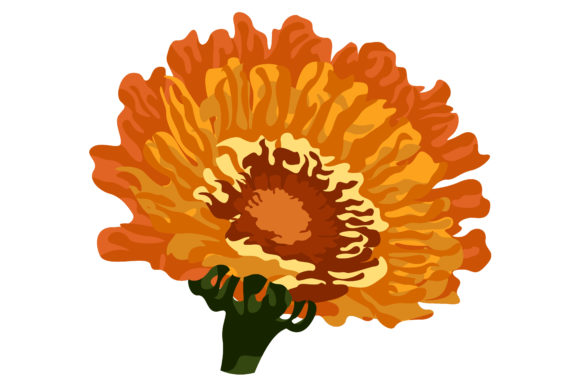 Orange Calendula Flowers in Bloom Graphics and Illustrations Review