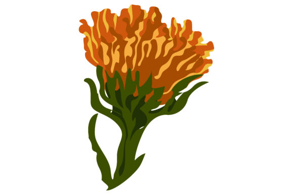 Orange Calendula Flowers Will Bloom Graphics and Illustrations
