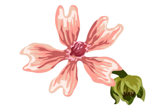 Pink Malva Sylvestris Flowers Buds 23 Graphics and Illustrations