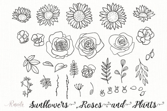Sunflowers, Roses, Rosehip, Plants Graphics and Illustrations Review