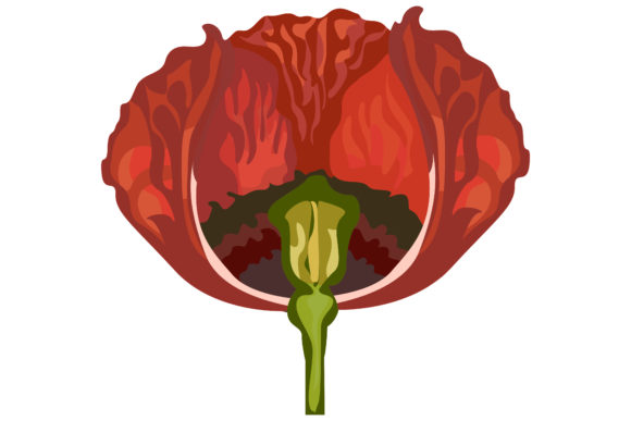 The Red Flower of the Poppy Plant 49 Graphics and Illustrations Review