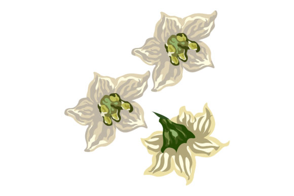 White Spicy Chili Flowers 146 Graphics and Illustrations Review