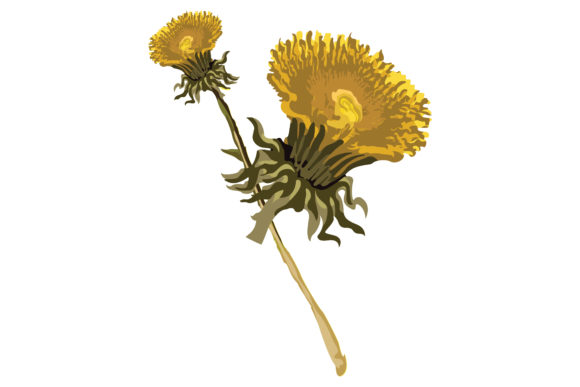 Yellow Flowers Dandelion Stems 41 Graphics and Illustrations Review